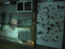 Sus Scrofa Installation (Pitiviers, F)