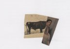 stier /2000