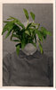 Plantmom