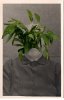 Covered Plantmom