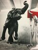 Elephant Cry